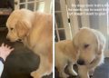 Golden Retriever Has a ‘Toxic Trait’ While Playing — Wait Till You See It