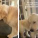 Golden Retriever Has a ‘Toxic Trait’ While Playing — Wait Till You See It