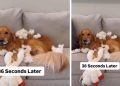 Video: Owner Shows What Dog Does to New Toy in Seconds