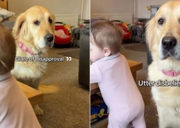 Video: Golden Retriever Goes Straight to Baby Who Is Learning to Stand