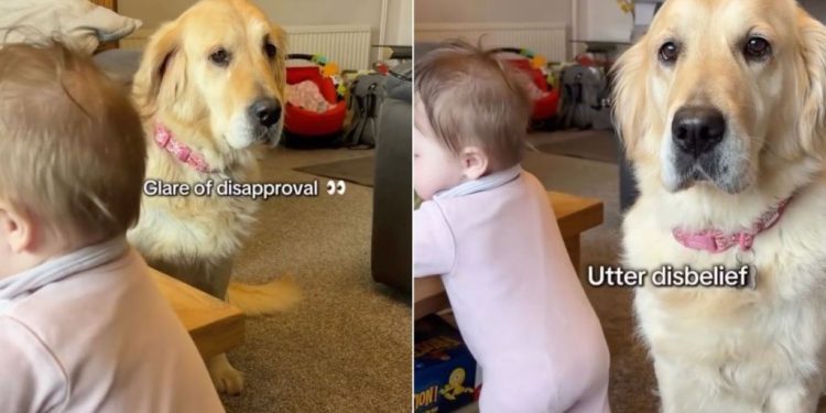 Video: Golden Retriever Goes Straight to Baby Who Is Learning to Stand