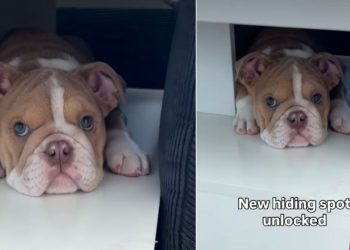 Puppy Finds New ‘Hiding Spot’ & It’s Super Cute