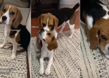 Beagle Has Adorable Way of Convincing Furry Sibling To Play
