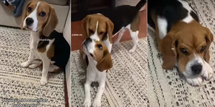 Beagle Has Adorable Way of Convincing Furry Sibling To Play