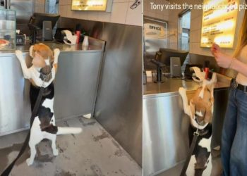 Dog Loves Visiting Neighborhood Pizza Shop for This Reason