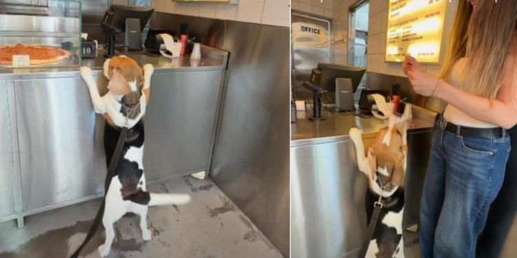 Dog Loves Visiting Neighborhood Pizza Shop for This Reason