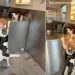 Dog Loves Visiting Neighborhood Pizza Shop for This Reason