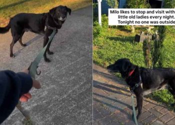 Dog Waits at Neighbor’s House To See Her, Even When She’s Not Outside