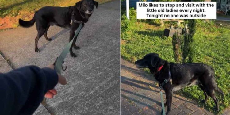 Dog Waits at Neighbor’s House To See Her, Even When She’s Not Outside