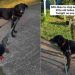 Dog Waits at Neighbor’s House To See Her, Even When She’s Not Outside