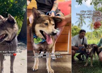 Abandoned Rescue Dog Waits Years for Family To Return, Then Finds a Home