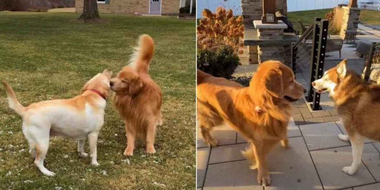 Golden Retriever’s Search for Love Is Not Going Well