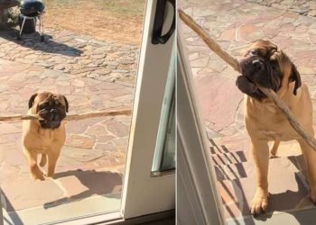 Dog’s Third Attempt To Bring Big Stick Home Ends Hilariously