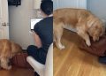 Golden Retriever Peeks Into Auntie’s Bag & Sneaks Away With a Surprise