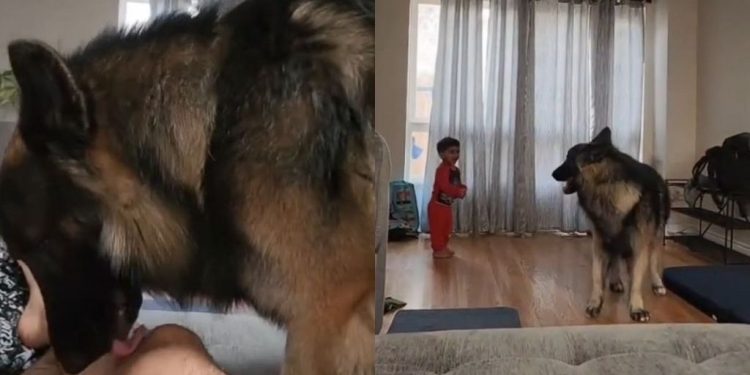 Big Dog’s Morning Zoomies Have Little Boy Cracking up Uncontrollably