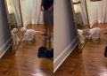 Puppy Is Bamboozled After Seeing Own Reflection in the Mirror