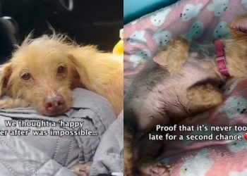 ‘Unwanted’ Senior Dog Living on the Streets Finds a Forever Home