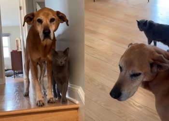 Senior Dog Gets a Helping Paw From Cat While Coming Down the Stairs