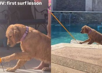 Golden Retriever Puppy Gets First Surf Lesson but in the Swimming Pool