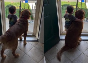 Golden Retriever Finds Comfort With Little Boy as They Look Out the Door