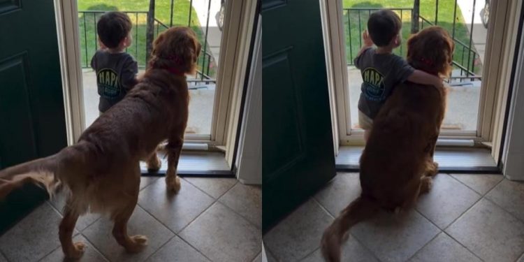 Golden Retriever Finds Comfort With Little Boy as They Look Out the Door