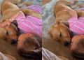 Golden Retriever Puppy Relaxes as Little Girl Gives Him Gentle Pets