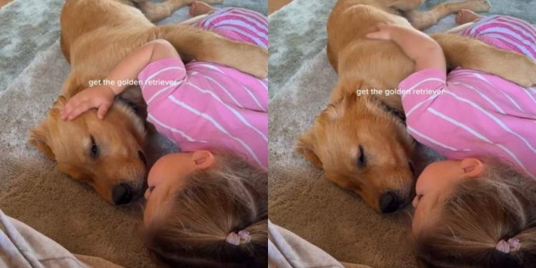 Golden Retriever Puppy Relaxes as Little Girl Gives Him Gentle Pets