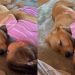 Golden Retriever Puppy Relaxes as Little Girl Gives Him Gentle Pets