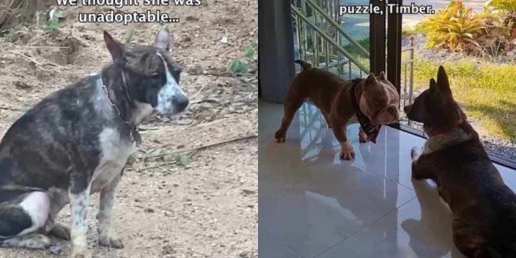 Rescue Dog Who ‘Hated’ Everyone Finds Forever Home & a Best Friend