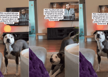 Rescue Dog Goes From Being Homeless To Demanding More Treats