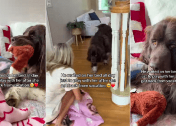 Dog Stays in Bed With Little Girl After She Returns Home From Vacation