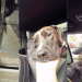 Shelter Dog Is Scared of the Car, but Slowly Starts Enjoying the Ride