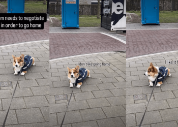 Corgi Makes Mom Negotiate With Him To Agree To Walk Home