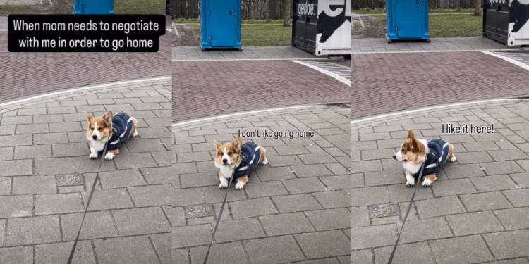 Corgi Makes Mom Negotiate With Him To Agree To Walk Home