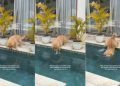Puppy Dives Into Pool Headfirst for First Time in Life