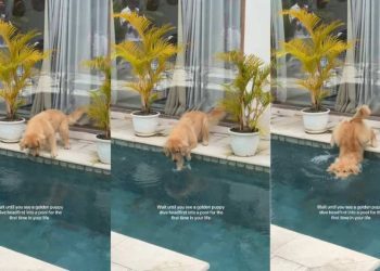 Puppy Dives Into Pool Headfirst for First Time in Life