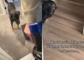 Dog Is ‘Terrified’ of the Vacuum but Still Follows Mom for Sweet Reason