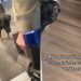 Dog Is ‘Terrified’ of the Vacuum but Still Follows Mom for Sweet Reason