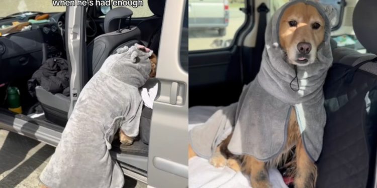 Dog Has Had Enough at the Beach & Returns to the Car To Do This Next