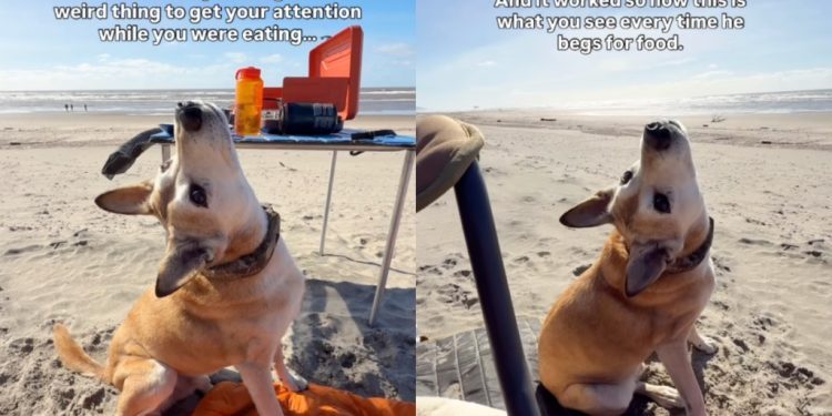 This Dog Has a Good Reason for Tilting His Head While Begging for Food
