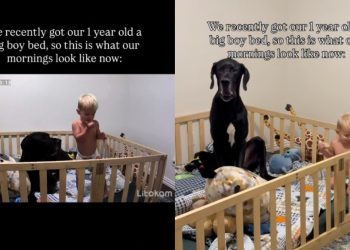Toddler Shares His New ‘Big Boy’ Bed With Dog