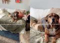 Dog Makes for a ‘Perfect’ View for Mom Every Time She Enters the Room