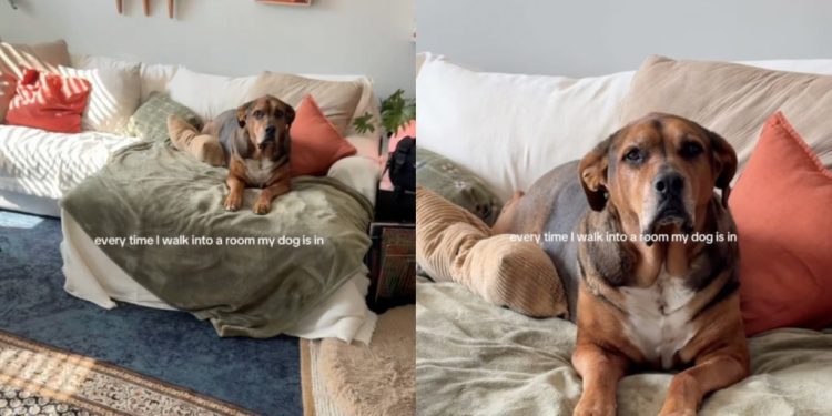 Dog Makes for a ‘Perfect’ View for Mom Every Time She Enters the Room