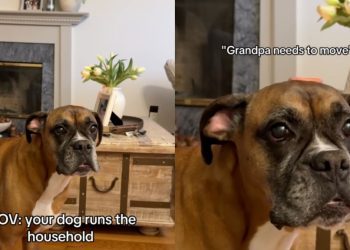 Dog Makes It Clear Grandpa Is Sitting in the Wrong Spot on the Couch