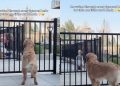 Golden Retriever Waits for a Greeting, Little Girl Finally Comes Through