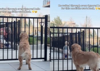 Golden Retriever Waits for a Greeting, Little Girl Finally Comes Through