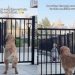 Golden Retriever Waits for a Greeting, Little Girl Finally Comes Through