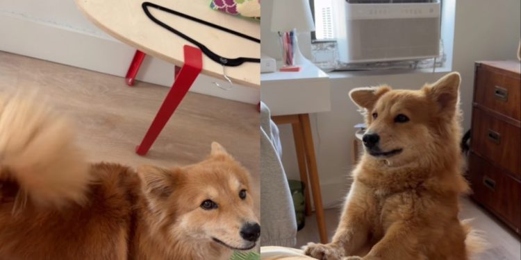 Dog Answers What She Wants With Her Ears