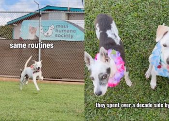 Senior Dog Mourning Loss of Best Friend at Shelter Gets Adoption Update