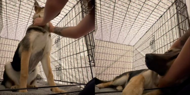 Dog Gets Older but Still Needs Mom’s Scratches Before Bed Like a Pup